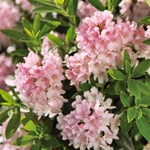 Azalky a rododendrony