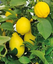 Citrusy Citrusy