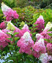 Hortenzie Hortenzie