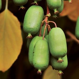 Kiwi