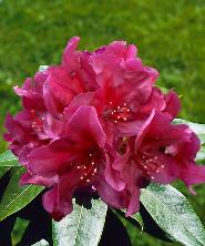 Rododendrony Rododendrony