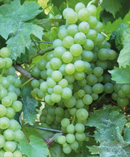 Viniče Viniče
